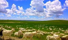 游锡林郭勒大草原