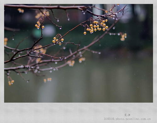 雨中的小场面