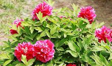 校门口的牡丹花