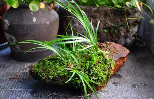 苔藓