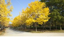 小路旁的银杏树