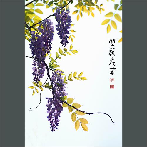 紫藤花