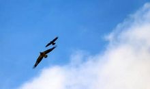 实现理想的关键在行动