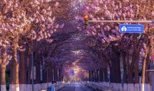 学校梧桐树真美