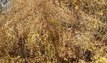 我家附近的小树林