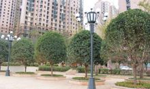 小区里的那棵树