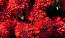 幸福之花开在感恩枝