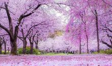 一路花香，一路思念