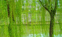 描写柳树的作文