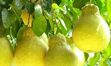 我爱家乡的沙田柚