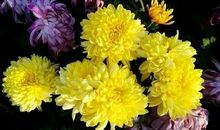 我爱秋天的菊花