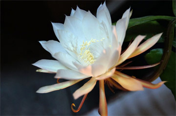 小顿悟