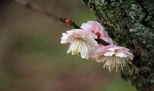 我以白纸为知已