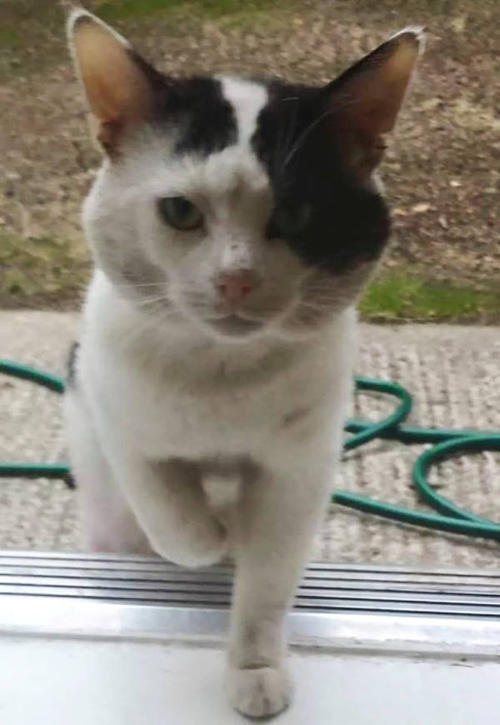我心爱的猫