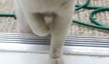 我的心爱之物小猫咪