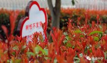 生机勃勃的校园