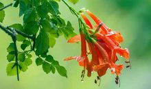 我发现了夏天的美