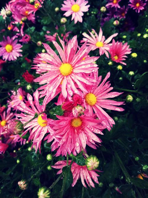 菊花盛开