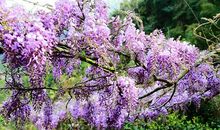 美丽的紫藤花