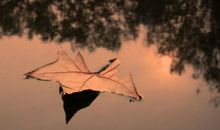 一片落叶的遐想