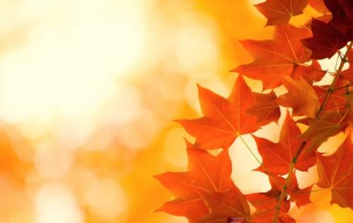 落叶飘动我的心