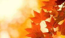 落叶触动我的心