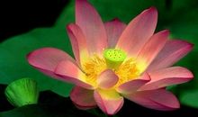 花儿在心田绽放