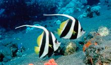 精彩的海底世界