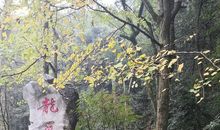 冬游龙井问茶香