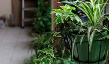 我慢慢喜欢上了养植物