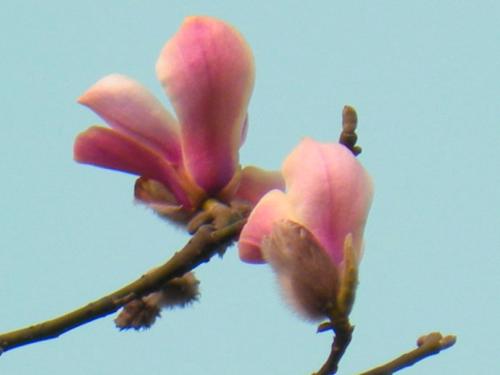 友谊之花