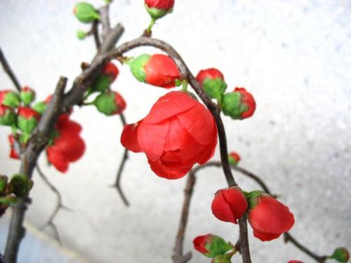 看完红岩上的红梅