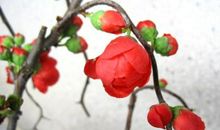 红岩上红梅开读后感