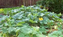 奶奶家的后花园