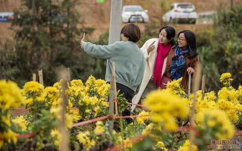 菊花旅行