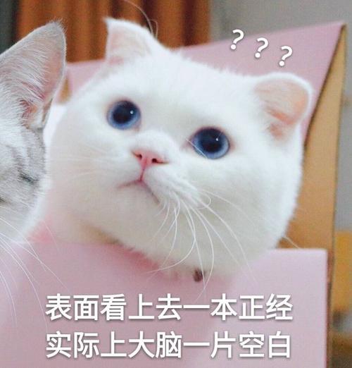 我是小猫