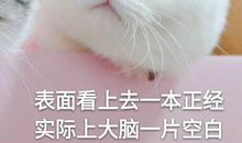 我是一只小猫