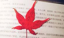我心爱的枫叶书签