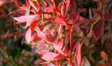 那一片火红的叶子