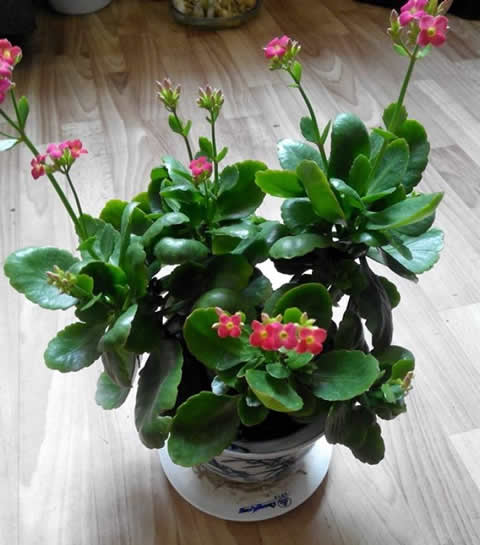 长寿花的启示