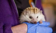 一只叫枭枭的刺猬