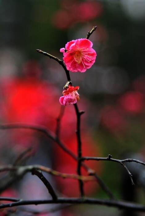 梅花灵魂