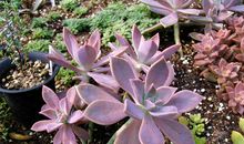 阳台上的宝石花