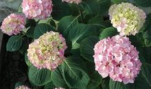 这就是花开的秘密