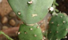 仙人掌给我的启示