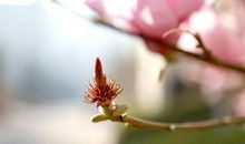 春天里的一抹亮色