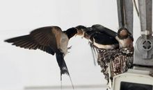 聪明善良的小燕子