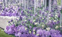 陶醉于那紫罗兰