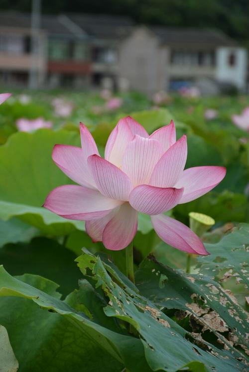 夏莲