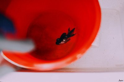 我是一条小金鱼